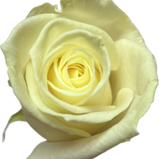 Avalanche De Avalanche is een luxe witte roos met een crème-witte kleur