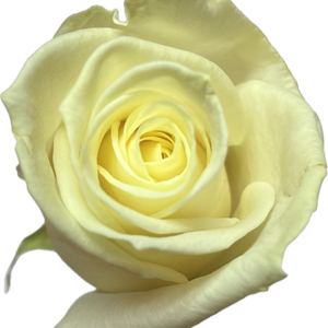 De Avalanche is een luxe witte roos met een crème-witte kleur