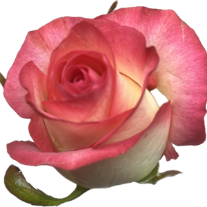 Jumilia is een witte roos met een knalroze rand aan de bovenkant van het bloemblad